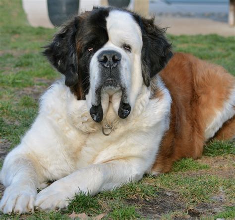 St bernard adoption - Click on a number to view those needing rescue in that state. "Click here to view Saint Bernard Dogs in Missouri for adoption. Individuals & rescue groups can post animals free." - ♥ RESCUE ME! ♥ ۬.